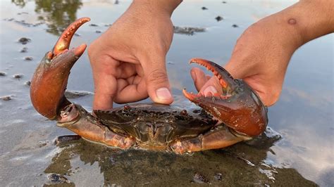 Wow So Big Crab Catching Crab Giant Mud Crab After Low Tide That S