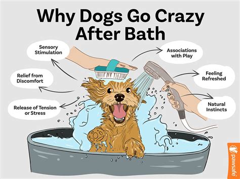 Why Do Dogs Go Wild After A Bath