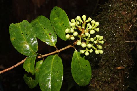 Syzygium Myrtaceae Image At Phytoimages Siu Edu