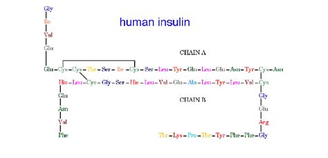 Structure of the human insulin molecule. | Download Scientific Diagram