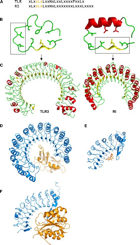 The Structural Biology Of Toll Like Receptors Structure