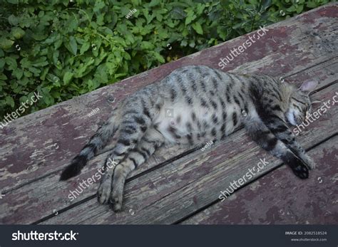 Pregnant Cat Resting Calico Cat Big Stock Photo 2082518524 Shutterstock