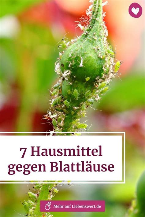 7 Hausmittel gegen Blattläuse Schädlinge im garten Hausmittel gegen