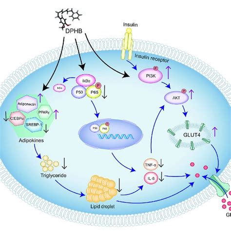 Molecular Mechanism Of DPHB Alleviating Insulin Resistance Through