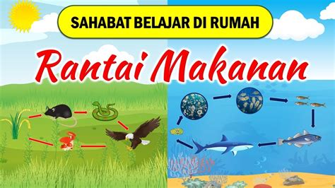 Media Pembelajaran Rantai Makanan Youtube