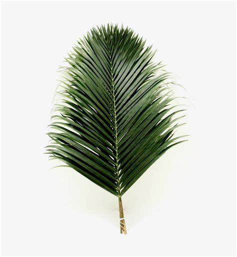 Buy Fresh Areca Palm Leaves For Tropical Decor