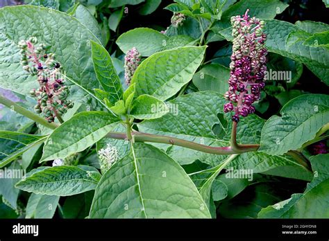 Phytolacca ‘americana American Pokeweed Upright Racemes Of Fluted