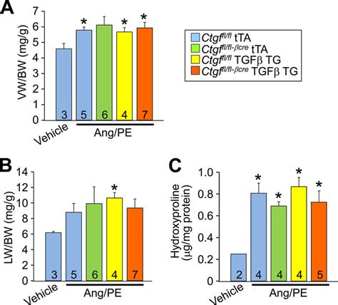 Deletion Of Ctgf From The Heart Does Not Affect Ang Pe Infusion Induced