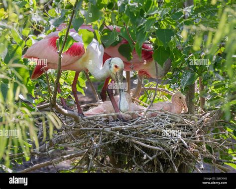 Roseate Spoonbill Platalea Ajaja With Chicks In The Nest High Island