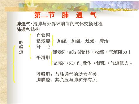 Ppt 第七章呼吸系统生理 Powerpoint Presentation Free Download Id 3560958