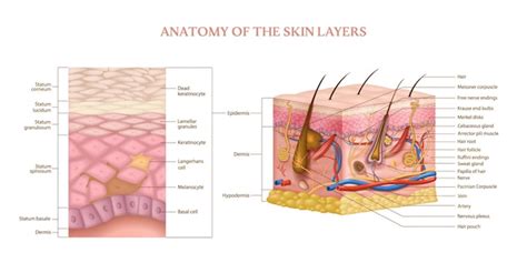 Estructura anatómica de capas de piel humana con sección transversal y