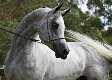 Pin By Rachel D On Arabian Equines Horses Breeds Arabian Horse