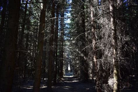 Bosque De Primavera Matriz De Abeto Un árbol Caído En Un Callejón