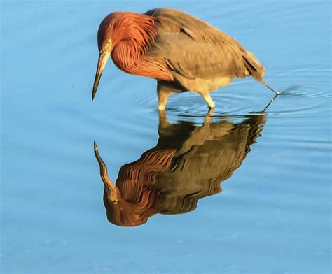 Reddish Egret Photograph By Arthur Bohlmann Fine Art America