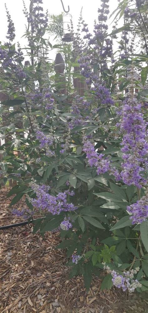 Vitex Tree Or Chaste Tree Vitex Agnus Castus Chasteberry Etsy