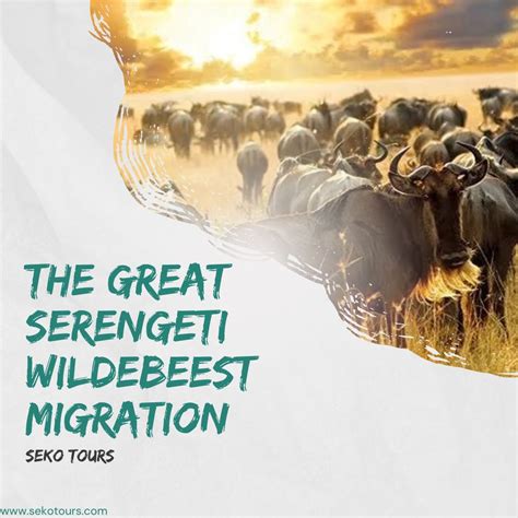 Guide To A 2023 2024 Wildebeest Migration Safari Seko Tours