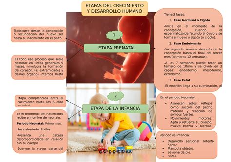 Etapas Del Crecimiento Etapas Del Crecimiento Y Desarrollo Humano 1 Etapa Prenatal Tiene 3