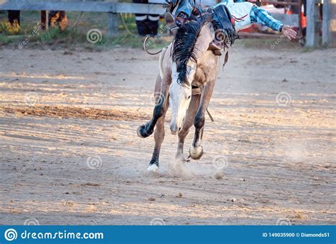 Bareback Bucking Bronc Riding At Country Rodeo Stock Photo Image Of