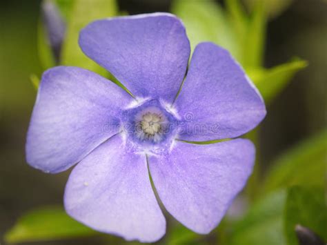 Dwarf Periwinkle Or Lesser Periwinkle Vinca Minor Flower On Blurred