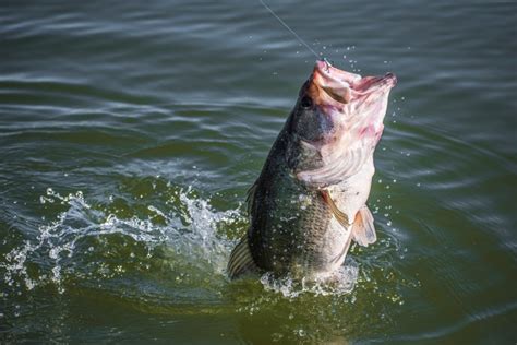 Bass Fishing For Beginners Everything You Need To Know Hobby Help