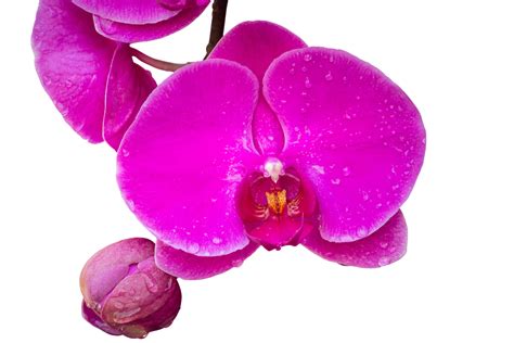 Pink Phalaenopsis Orchid Flower Isolated With Clipping Path 10793996 Png