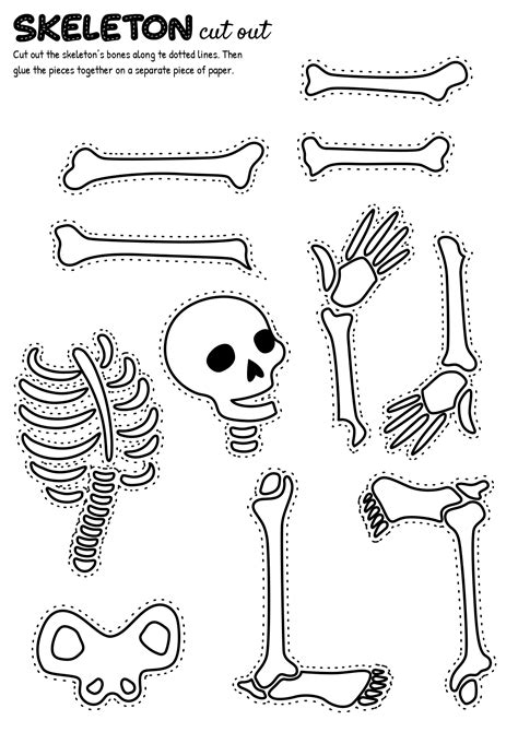 15 Printable Bone Worksheets - Free PDF at worksheeto.com