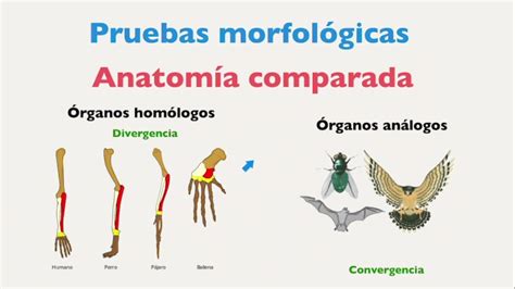 Evolucion Organica Pruebas Morfologicas Paleontologicas