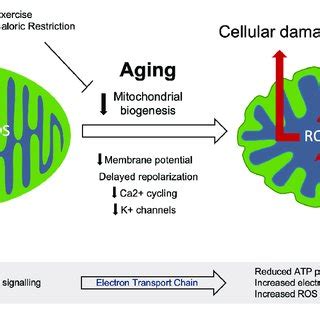 Mitochondrial Dysfunction During Aging Healthy Mitochondria Produce