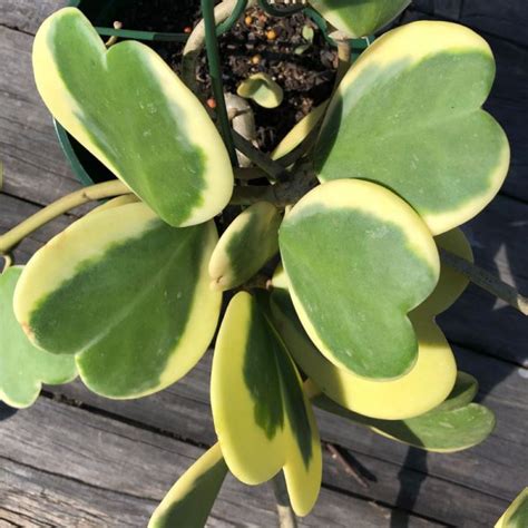 Hoya Kerrii Variegata Sweetheart Hoya Variegated Easy Succulents