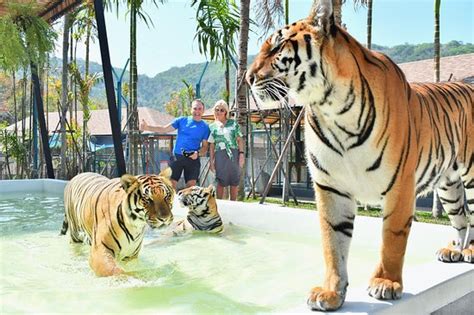 Mixed feelings about the enclosure - Review of Tiger PARK Phuket ...