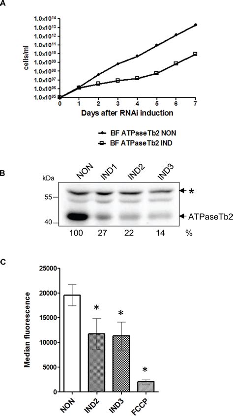 RNAi Silencing Of ATPaseTb2 Inhibits The Growth And Mt Membrane