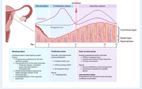 The Human Endometrial Cycle During Normal Physiological Menstruation