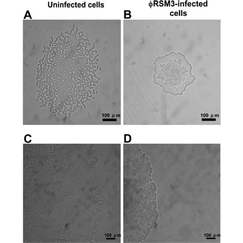 Morphology Of Ralstonia Solanacearum Colonies Colonies Of Strain MAFF