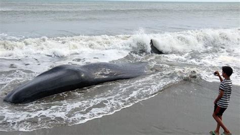 Ikan Paus Yang Terdampar Di Pantai Alue Naga Diketahui Telah Mati