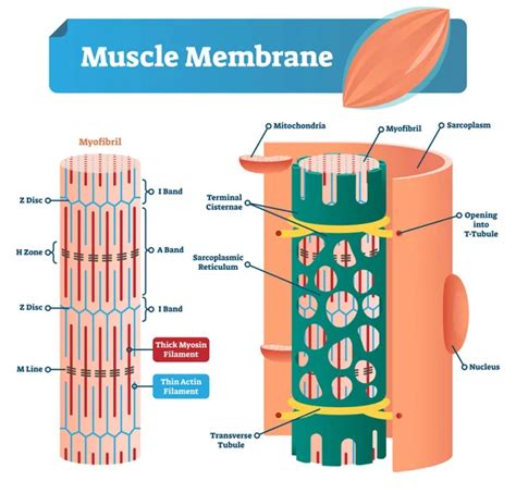 Types Of Muscle Cells Vector Illustration Labeled Soft Tissues