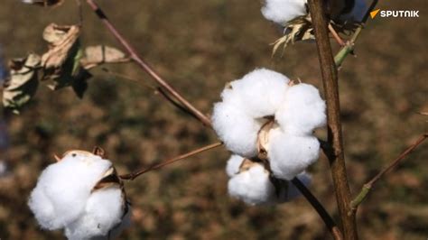 Production Du Coton En Afrique Le Mali R Cup Re La Couronne Du