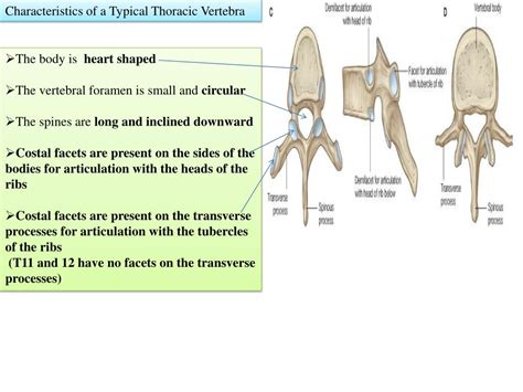 Ppt The Vertebral Column Powerpoint Presentation Free Download Id