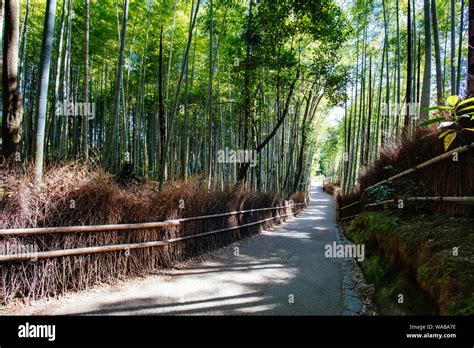 Arashiyama Bamboo Forest Early In The Morning In Kyoto Japan Stock