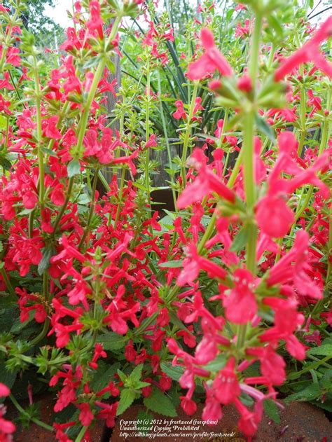 Photo Of The Entire Plant Of Texas Betony Stachys Coccinea Posted By