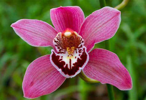 Phalaenopsis Orchid Blooming in a Greenhouse, Close-up Stock Photo - Image of bouquet, orchids ...