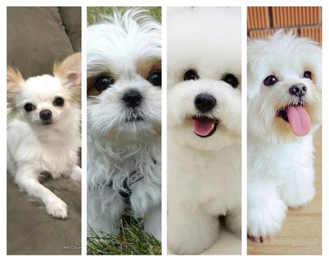 Las mejores razas de perros para casas pequeñas | Mascotas