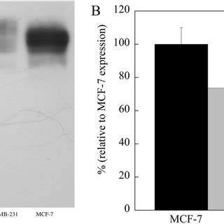 Western Blot Of Nhe Expression In Mcf Mda Mb And Mda Mb