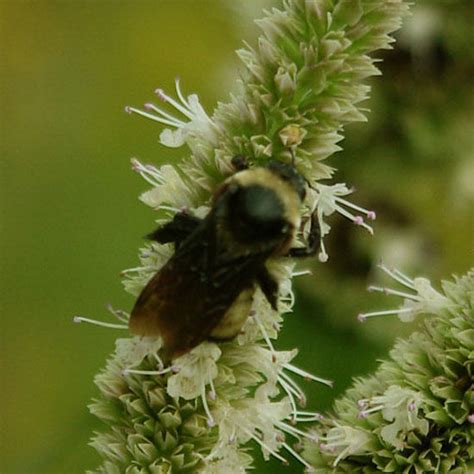 Prairie Future Seed Company Yellow Giant Hyssop Seed