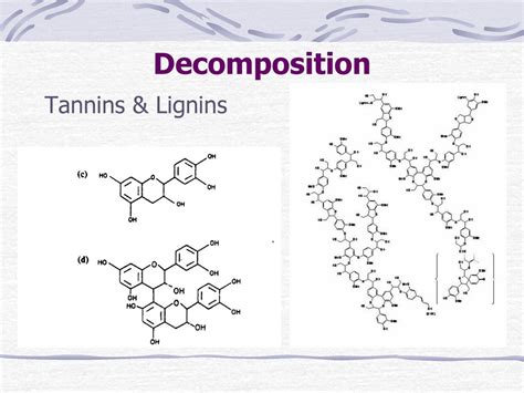 Chapter 4 Decomposition And Nitrogen Cycling Spring Ppt Download