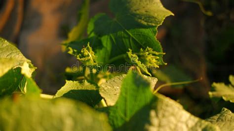 Pepino De Planta Joven Con Flores Amarillas Cerrar Macro Sobre Un