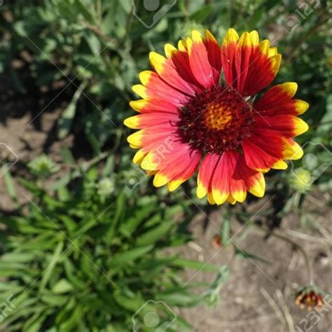 Gaillardia Aristata Blanket Flower Single Flower Mix Seed X500 Bulk