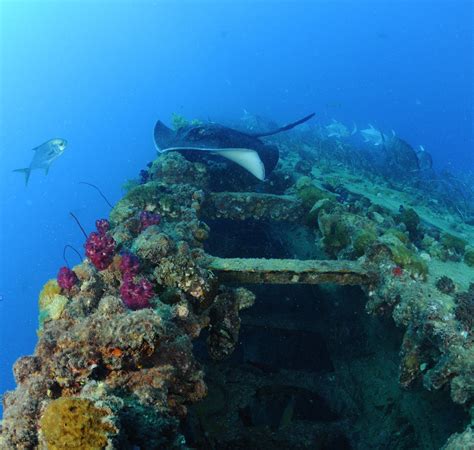 Ss Yongala Australia Liveaboard