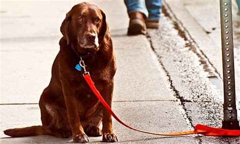 Fortheloveofpets What You Should Know Tying The Dog Barbados Today