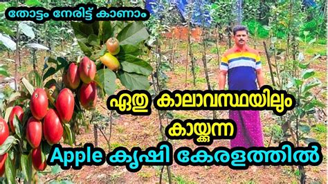 ഏത് കാലാവസ്ഥയിലും കായിക്കുന്ന ആപ്പിൾ Apple Plantation In Idukki Kerala Best Appleplantatio