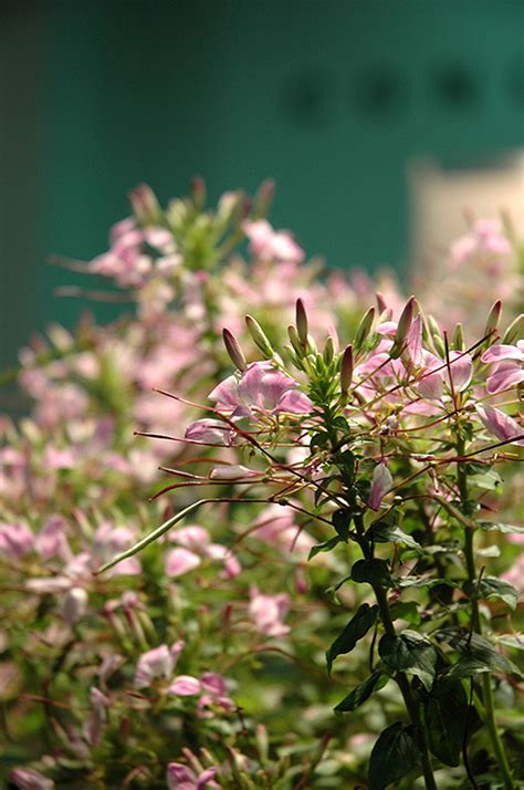 Clio Magenta Spiderflower Cleome Clio Magenta In Vancouver Victoria
